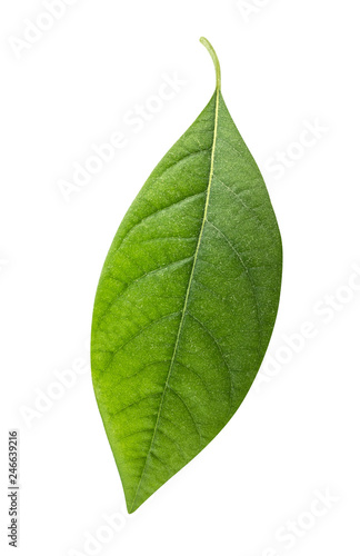 Green fresh leaf isolated on white background