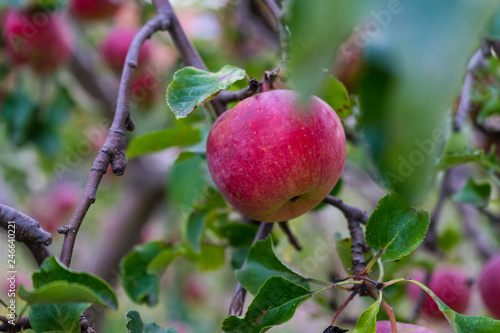 Roter Apfel am Baum