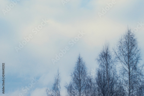 Beautiful landscape with cloudy sky and high trees