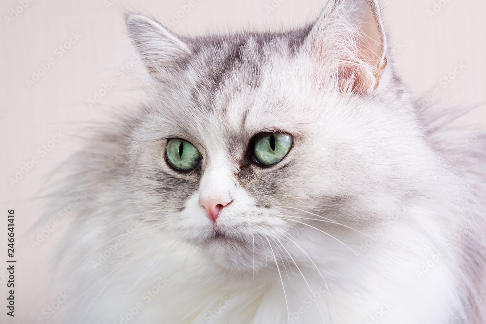 Portrait of a gray and white cat close up