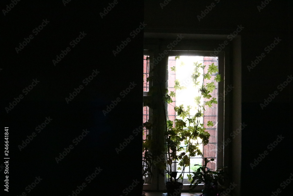 window with flowers