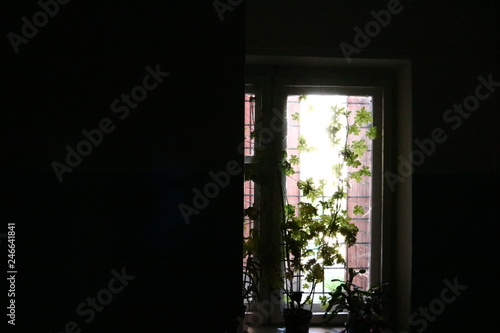 window with flowers