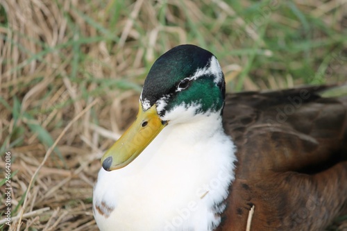 Fotografi bastardisierter Erpel der Stockente