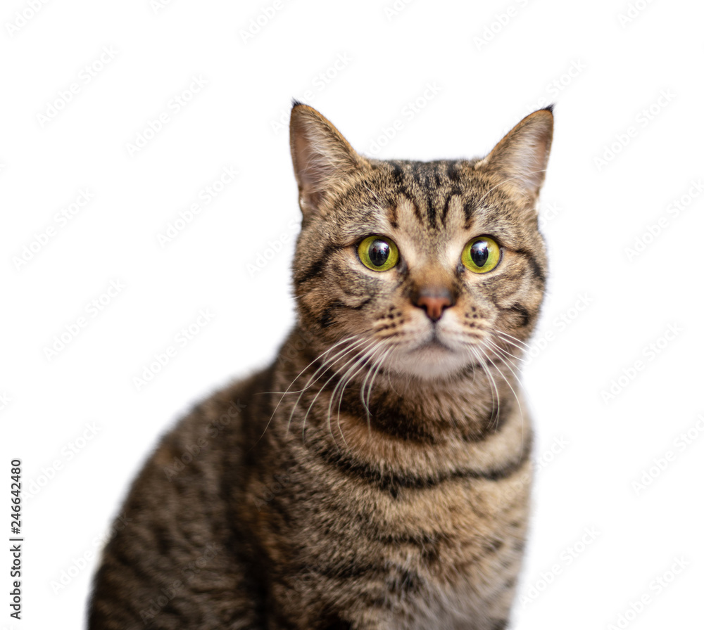 Obraz premium Portret piękny szary kot na białym tle
