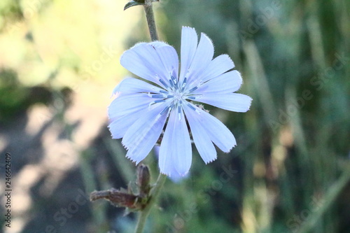 blue flower