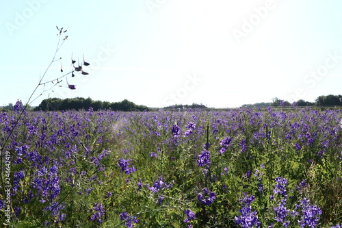 lavender field in provence france