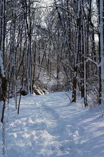 The hiking trail in the snowy forest landscape.