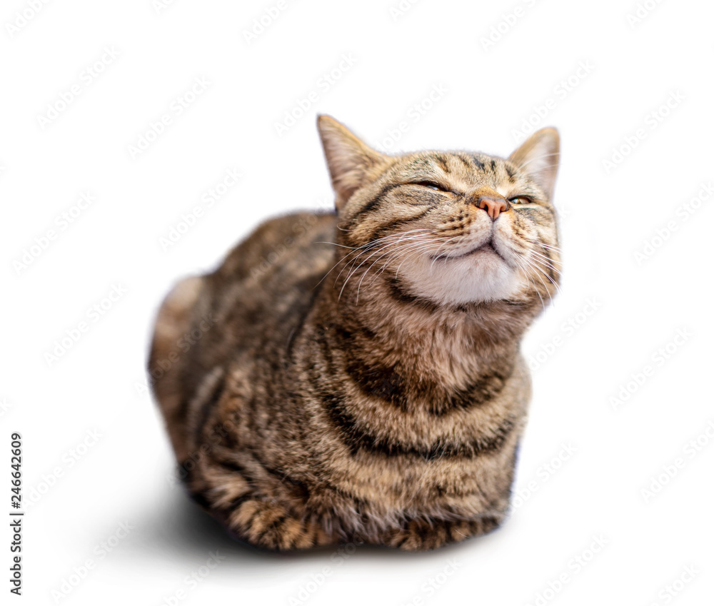 Naklejka premium Portret piękny szary kot na białym tle