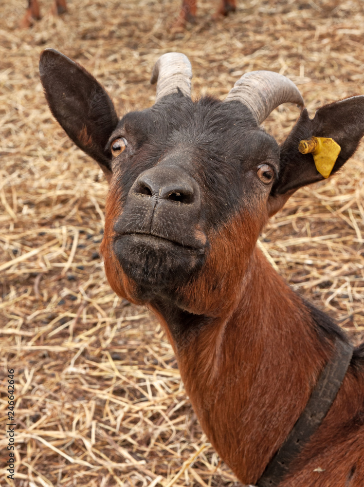 Fototapeta premium Close-up of a goat's head looking curious