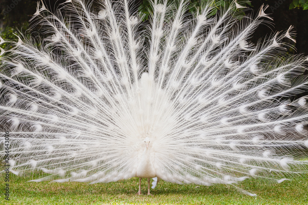 a white peacock on the ground