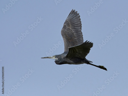 Obraz na plátně Western reef heron (Egretta gularis)
