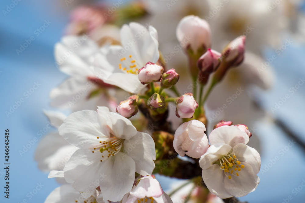 Cherry blossoms in central Tokyo, Nihonbashi, Chuo-city, Tokyo, Japan
