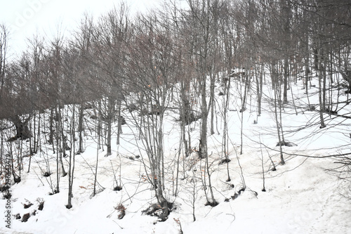 Wallpaper Mural forest trees in winter Torontodigital.ca