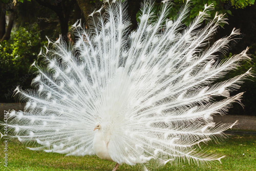 Obraz premium a white peacock on the ground