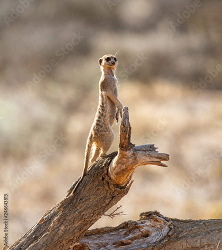 Canvas Print Meerkat