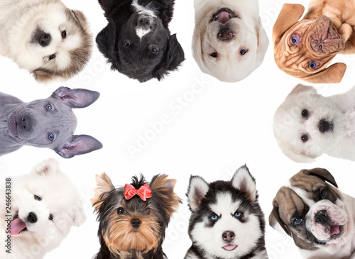 Fototapeta Naklejka Na Ścianę i Meble -  Collage of cute baby dogs