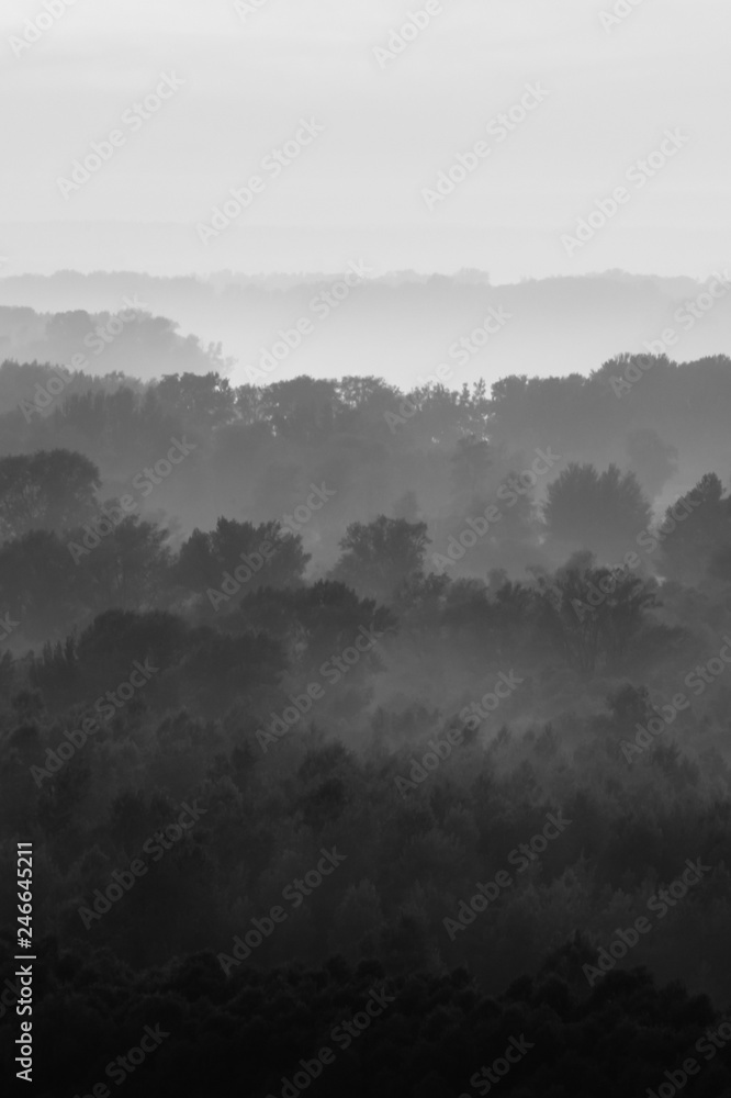Fototapeta premium Mystical view on forest under haze at early morning. Eerie mist among layers from trees silhouettes in taiga in monochrome. Calm atmospheric minimalistic monochrome landscape of majestic nature.
