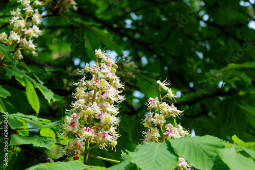 Abstract Nature Background. Botanical Beauty. Cropped Shot Of Chestnut Tree. 