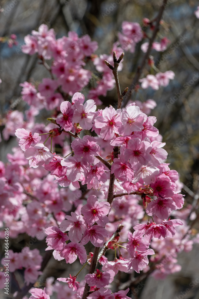 Cherry blossoms in central Tokyo, Nihonbashi, Chuo-city, Tokyo, Japan Cherry blossoms in central Tokyo, Nihonbashi, Chuo-city, Tokyo, Japan
