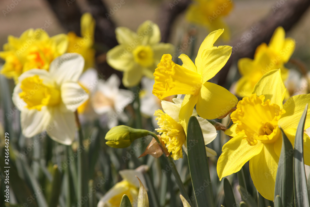Obraz premium daffodil group