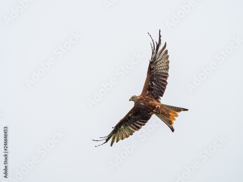 Red Kite ( Milvus milvus ) © Stephan Morris 