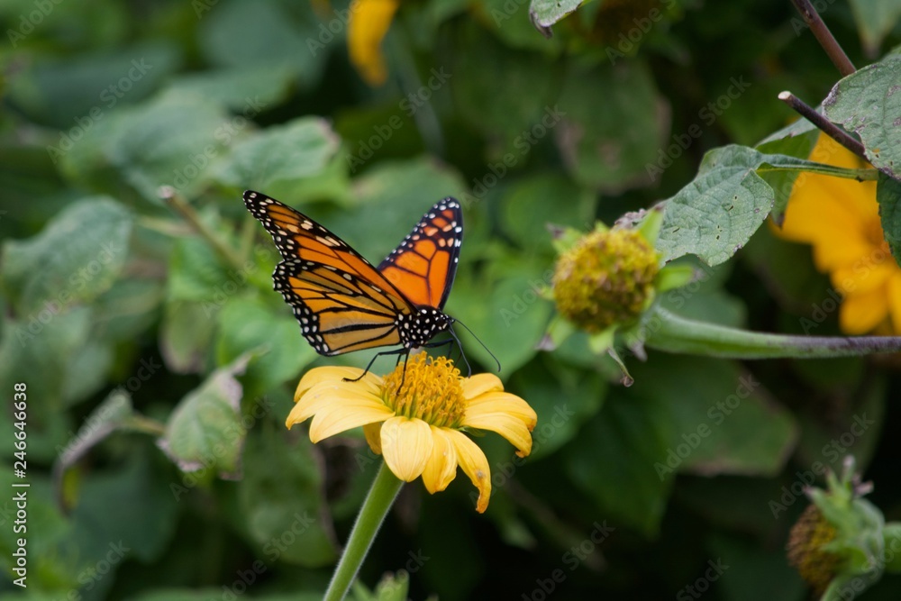 Obraz premium butterfly on flower