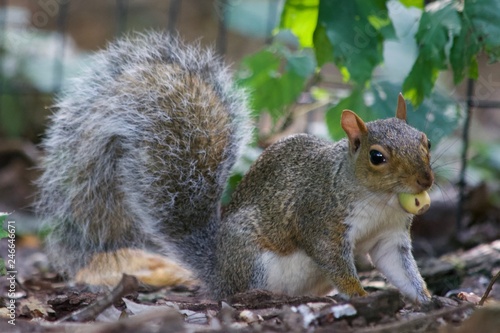 squirrel eating a nut