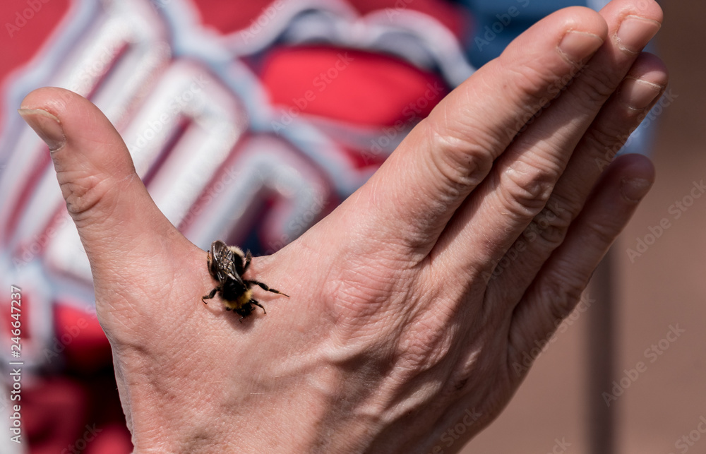 Obraz premium Wildpark deutschland badenwürtemberg