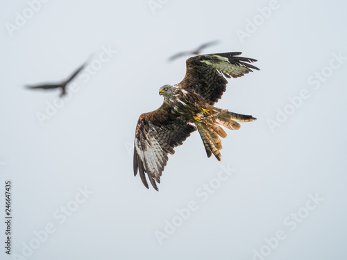 Red Kites ( Milvus milvus )