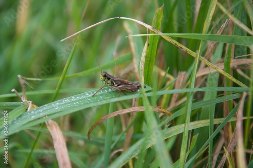 grasshopper on grass © Artur