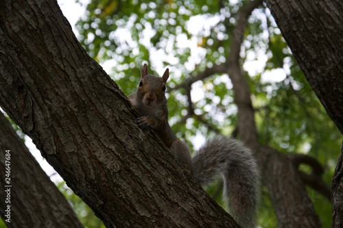squirrel on tree © Artur