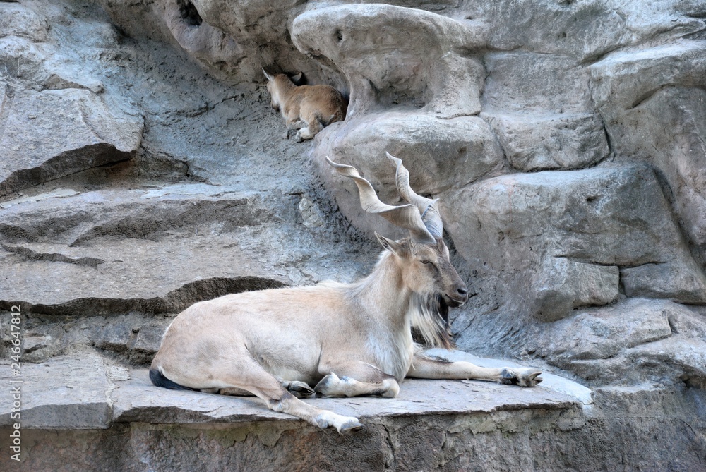 The markhor, also known as the screw horn goat (Capra falconeri)