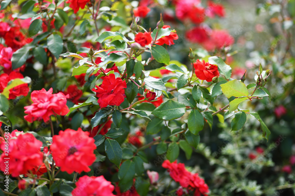 Red rose flowers in a blooming garden
