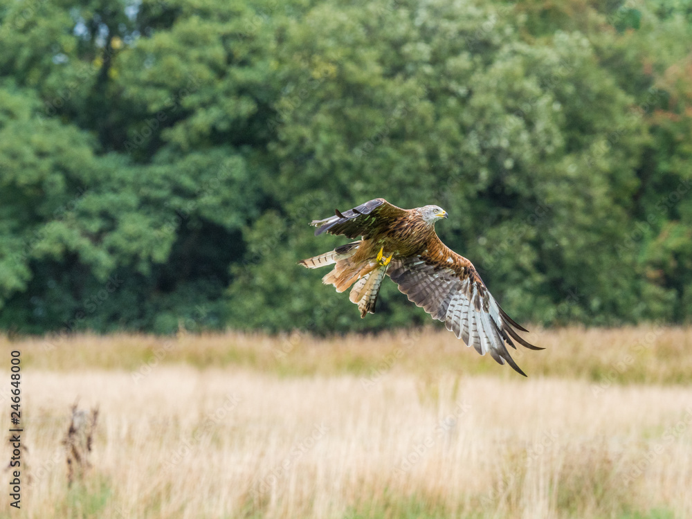 Fototapeta premium Buzzard, buteo buteo