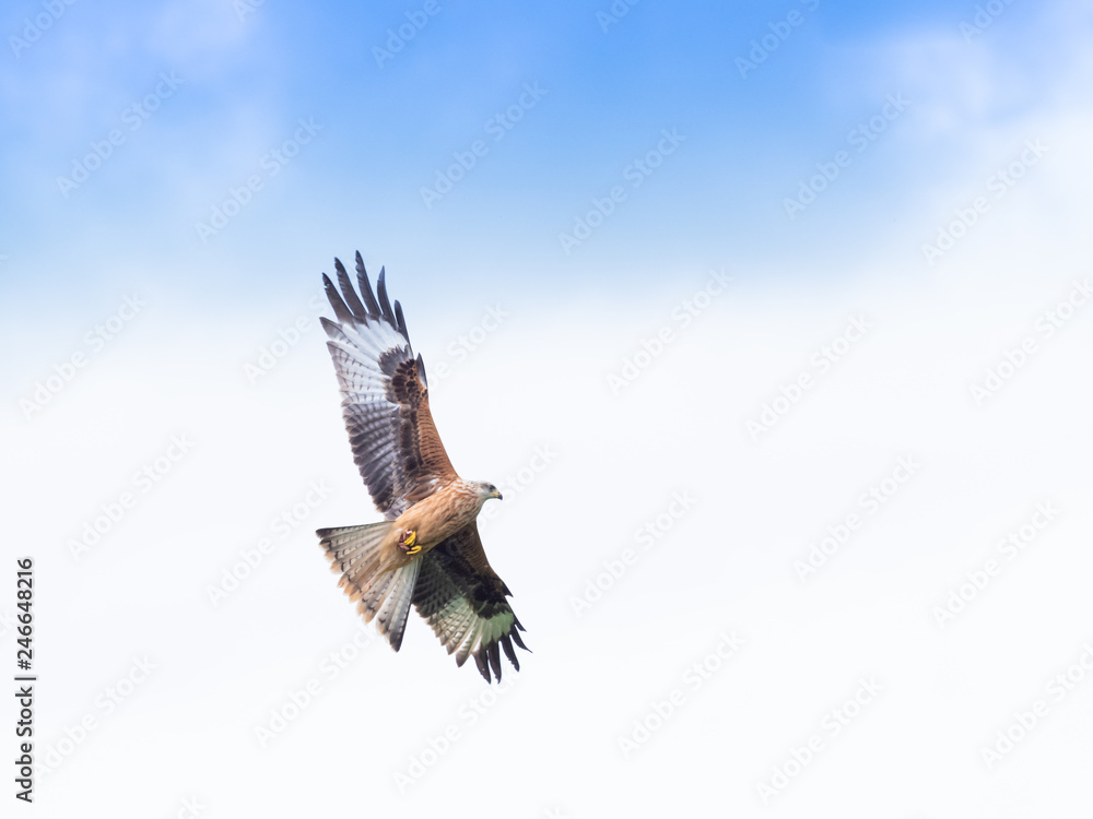Obraz premium Common Buzzard, Buteo buteo