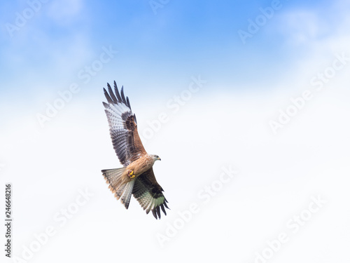 Common Buzzard  Buteo buteo