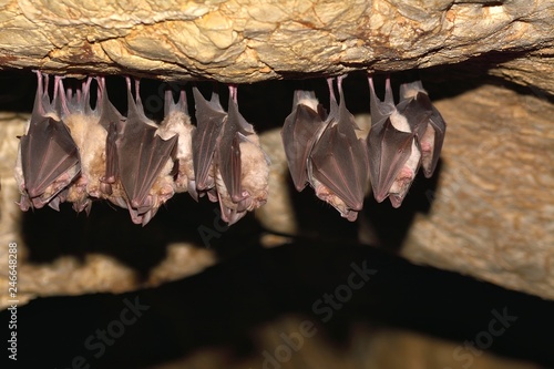 Groups of sleeping bats in cave - Lesser mouse-eared bat (Myotis blythii) and (Rhinolophus hipposideros) - Lesser Horseshoe Bat