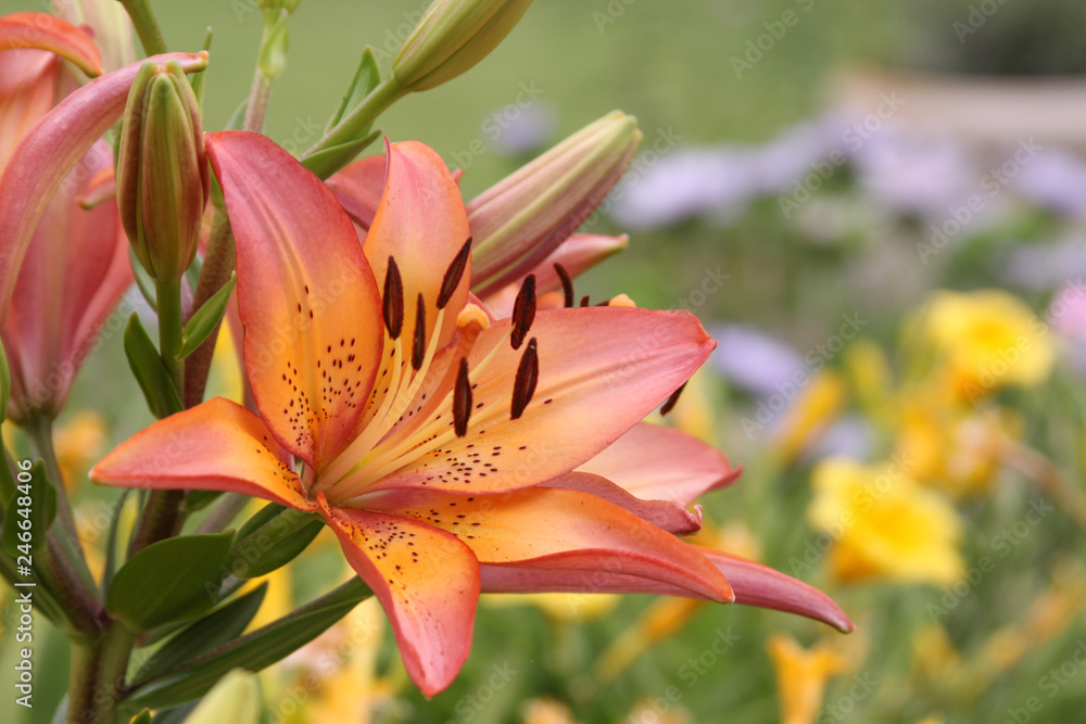 Obraz premium asiatic lily group