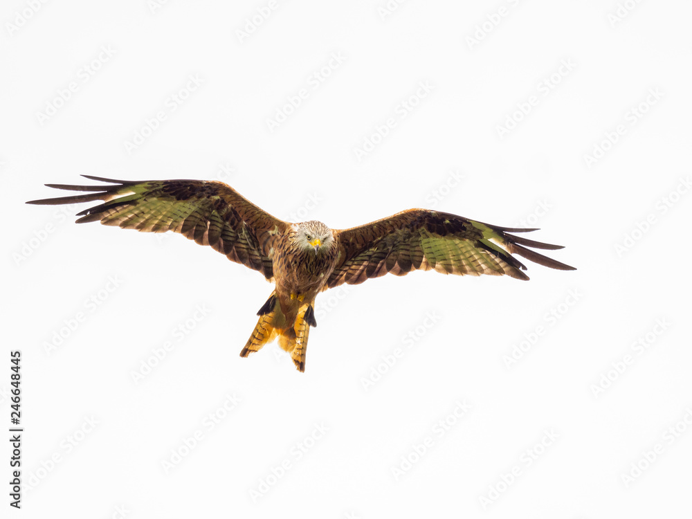 Obraz premium Red Kite ( Milvus milvus )