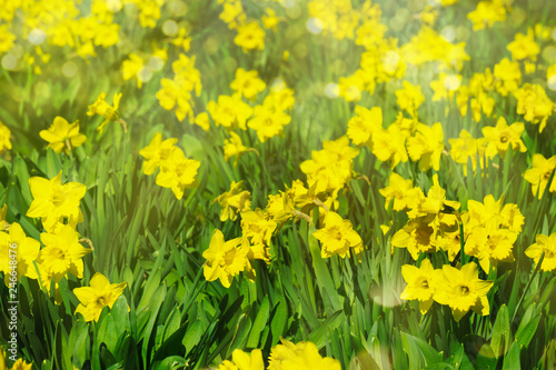 Fototapeta Naklejka Na Ścianę i Meble -  osterglocken feld