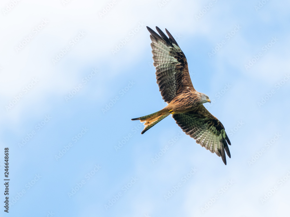 Obraz premium Red Kite ( Milvus milvus )