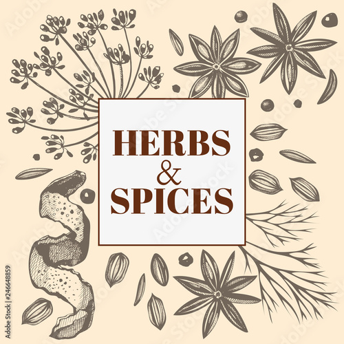 Vector seamless background with hand drawn herbs and spices. Hand drawn ink illustration. Organic and fresh spices illustration