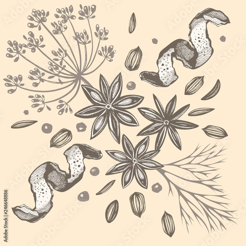 Vector seamless background with hand drawn herbs and spices. Hand drawn ink illustration. Organic and fresh spices illustration