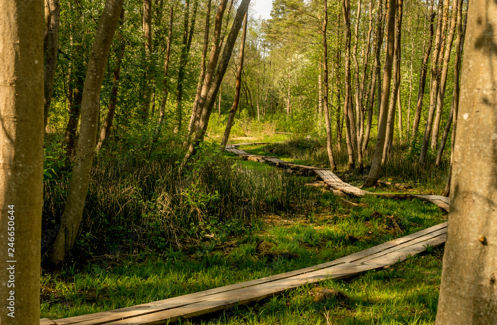 wooden boardwalk leading through a forest. a path through the trees. wooden boardwalk leading through a forest. a path through the trees.