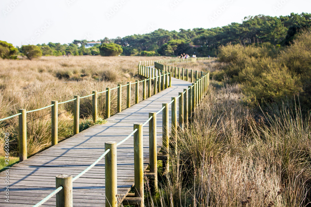 Wooden beach walkway between plants with blue sky and trees in the background Wooden beach walkway between plants with blue sky and trees in the background