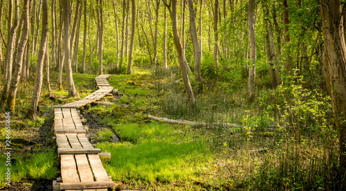 wooden boardwalk leading through a forest. a path through the trees. 