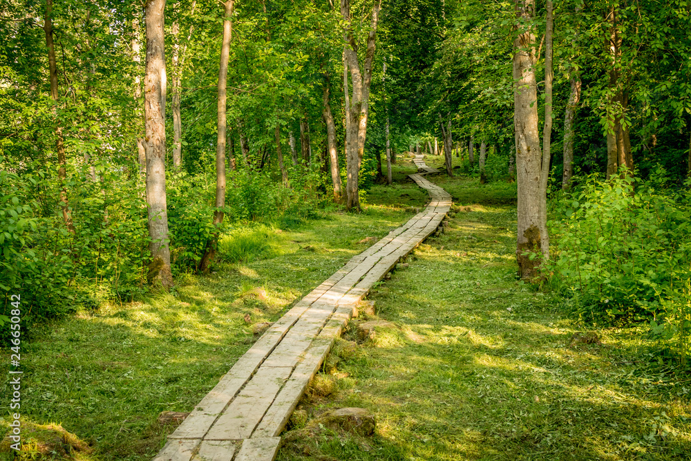 wooden boardwalk leading through a forest. a path through the trees. 