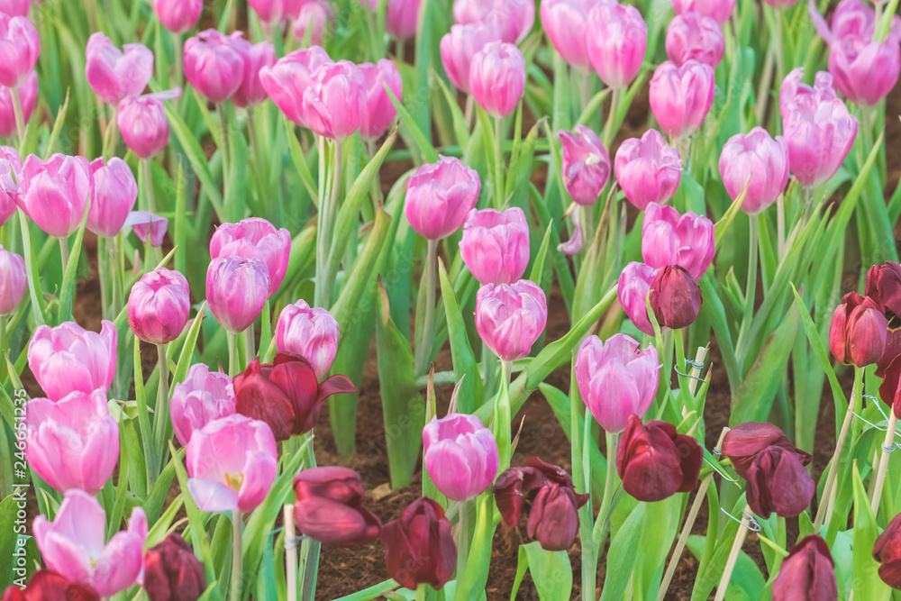 Group of colorful tulip in the flower garden.