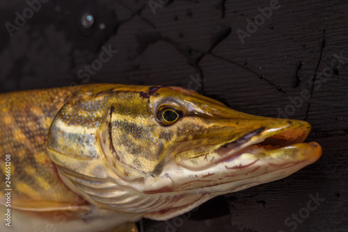 Pike close-up on a dark wooden background.