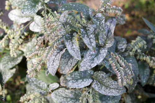 Powdery mildew caused by Golovinomyces asperifoliorum on green leaves of Prickly comfrey or Symphytum asperum